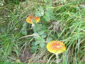 Фотография Лапиной Екатерины