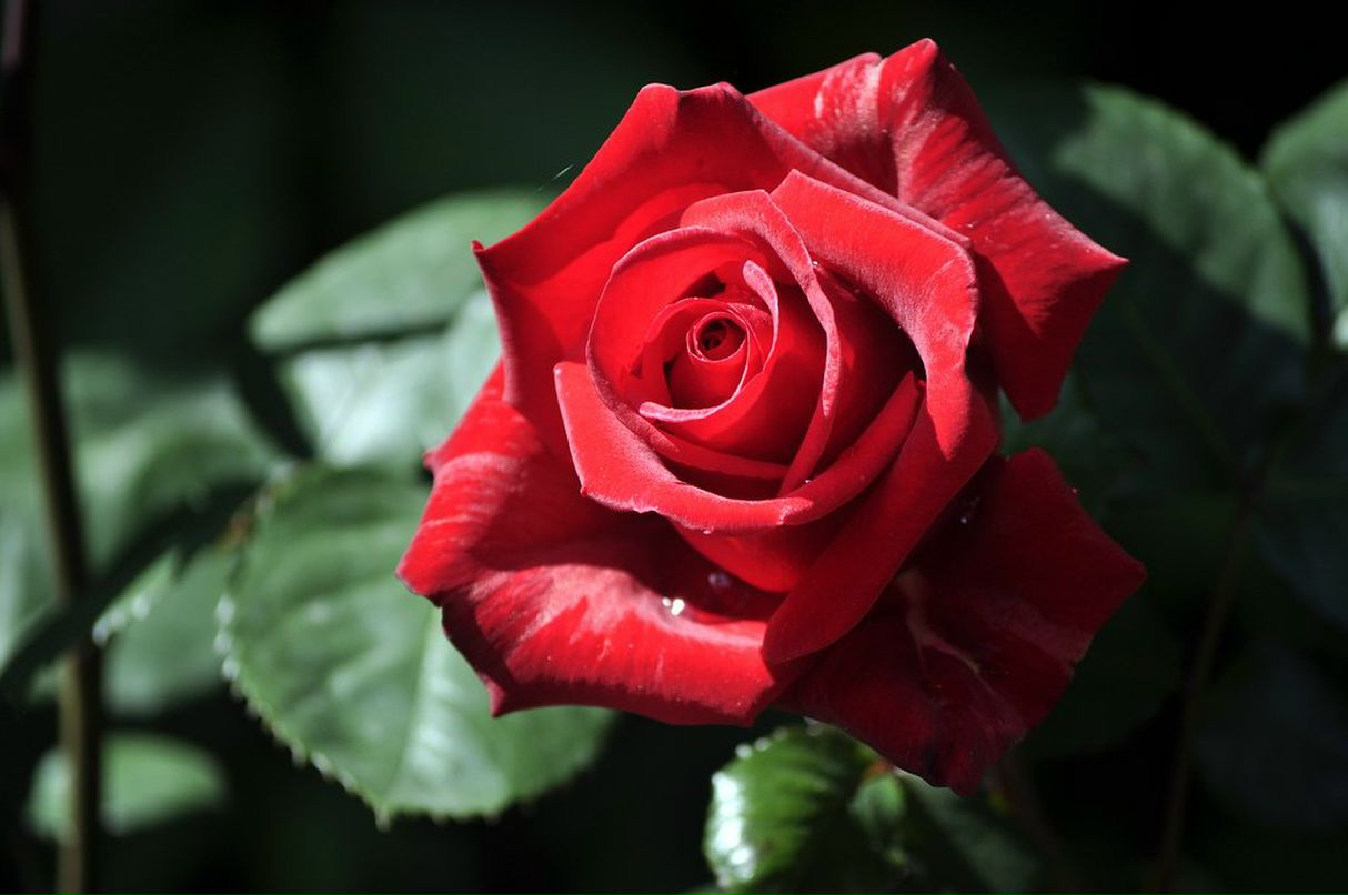 Dmitry Tolstenko фотография #30