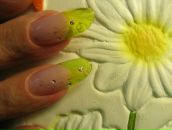 Олеандр Синий фотография #48 (источник - https://vk.com/id261522)