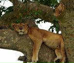 Фотография Горяниной Натальи