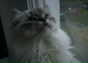 Кузя Κалинина фотография #2 (источник - https://vk.com/id100818655)