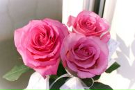 Maritta Pluto фотография #12 (источник - https://vk.com/id2934473)