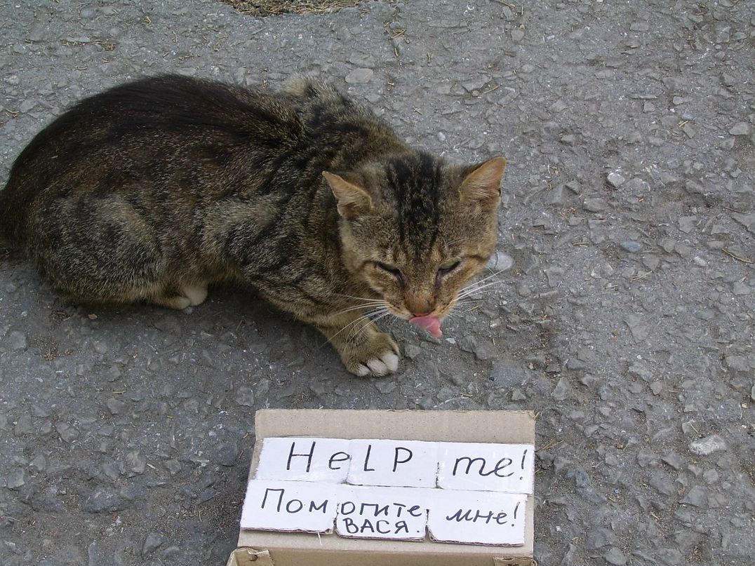 Виктор Цедик фотография #45
