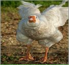 Фотография Трифилова Максима