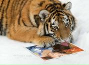 Фотография Россяйкин Дмитрий