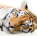 Фотография Струговой Елены