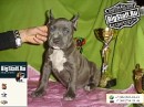 Tayson Pitbul=jermani фотография #4 (источник - https://vk.com/id70604395)