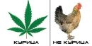 Вася Свінтозельський фотография #25 (источник - https://vk.com/id134880591)