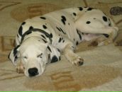 Антон Котов фотография #19 (источник - https://vk.com/id288997)