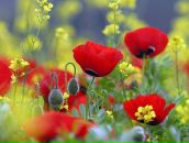 Світлана Кравченко фотография #45 (источник - https://vk.com/id7869025)