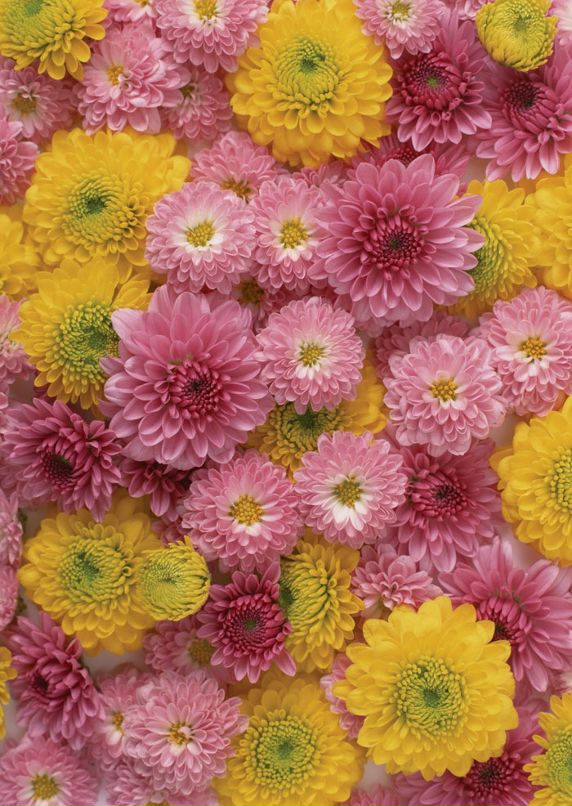 Dina Gorbenko фотография #5