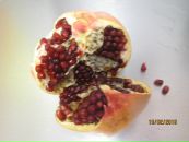 Фотография Гавшиной Анастасии