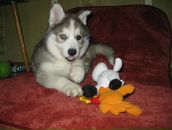 Фотография Шнууррра Олегга