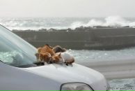 Фотография Харалдиной Елены