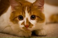 Фотография Котова Анна