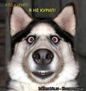 Тарас Кушнір фотография #3 (источник - https://vk.com/id158707728)