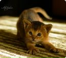 Фотография Веселовой Инночки
