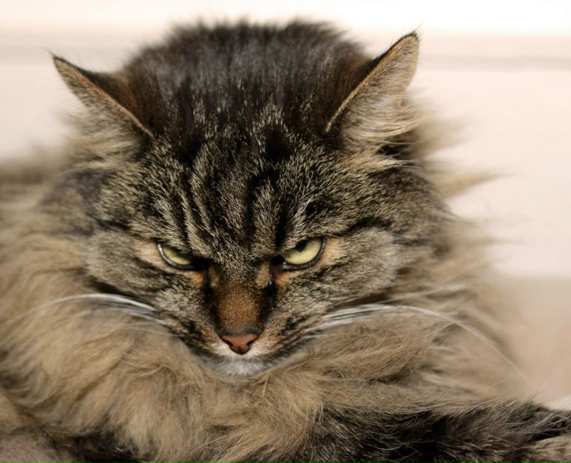 Кос Щер фотография #11