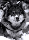 Андрій Безкоровайний фотография #29 (источник - https://vk.com/id142164518)