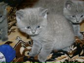 Дима Петухов фотография #38 (источник - https://vk.com/id2730252)