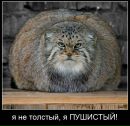 Фотография Линькова Алексея