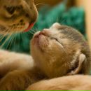 Інесса Лавришин фотография #26 (источник - https://vk.com/id152137011)