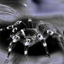 Леонід Олексієнко фотография #15 (источник - https://vk.com/id131696334)