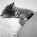 Фотография Левитской Анастасии