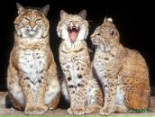 Фотография Валентий Софьи