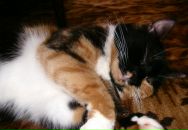 Фотография Godlevskaya Irina