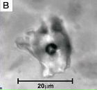 Фотография Ярцева Евгения