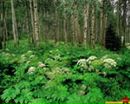 Ірина Калюк фотография #12 (источник - https://vk.com/id52499917)