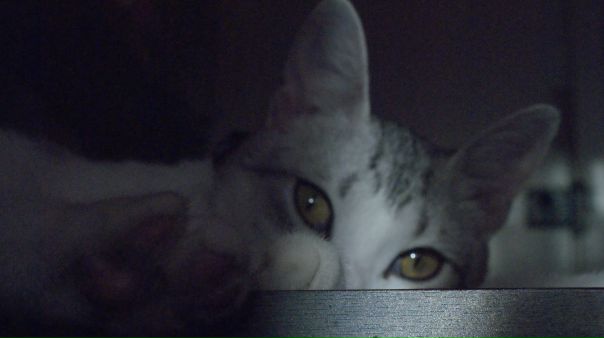 Cat Devil фото №2