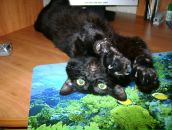 Фотография Шевченко Олеси