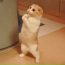 Фотография Кота Дмитрия
