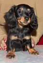 Паша Профи фотография #8 (источник - https://vk.com/id163076907)