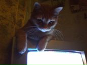 Фотография Амировой Олеси