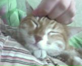 Фотография Komarov Alexei