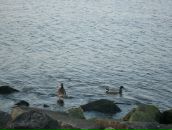 Мар'яна Дмитрів фотография #34 (источник - https://vk.com/id23412687)