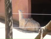 Віка Богатюк фотография #26 (источник - https://vk.com/id77462187)