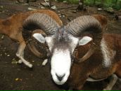 Фотография Горельского Алексея