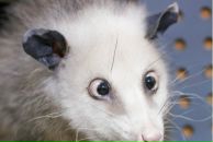 Фотография Перелыгиной Евгении