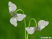 Лариса Оліферчук-Толочик фотография #24 (источник - https://vk.com/id69477232)