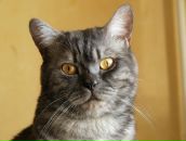 Фотография Коробейниковой Анастасии