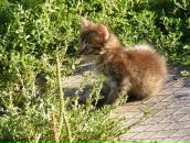 Фотография Нехожин Анатолий