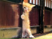 Фотография Неизвестной Нино