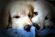 Діма Шевчук фотография #24 (источник - https://vk.com/id42200010)