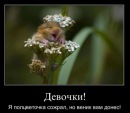 Фотография Шеффер Вики