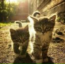 Дашуня Радзіцька фотография #45 (источник - https://vk.com/id134279314)