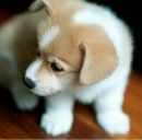 Соломія Мельник фотография #17 (источник - https://vk.com/id165616831)